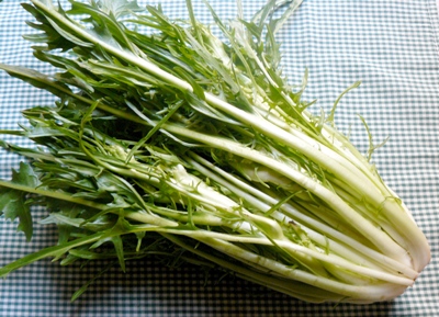 catalogna puntarelle