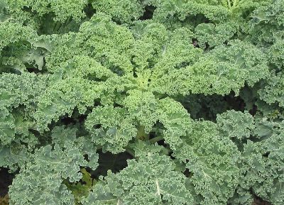 federkohl grünkohl braunkohl krauskohl kale